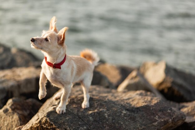 Милая собака на камнях на побережье