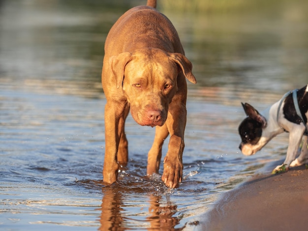 Cute dog and sweet puppy swimming in the river on a clear sunny day Closeup outdoors Day light Concept of care education obedience training and raising pets