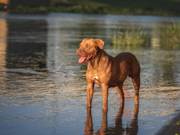 Cute dog swimming in the river on a clear sunny day Closeup outdoors Day light Concept of care education obedience training and raising pets