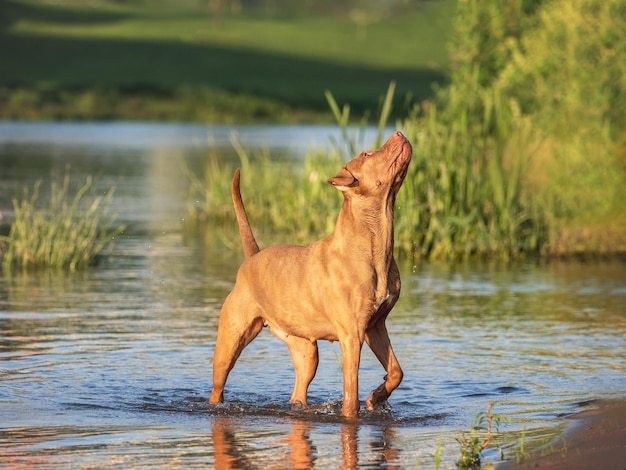Милая собака плавает в реке в ясный солнечный день Вблизи на открытом воздухе Дневной свет Концепция ухода, воспитания, послушания, обучения и воспитания домашних животных