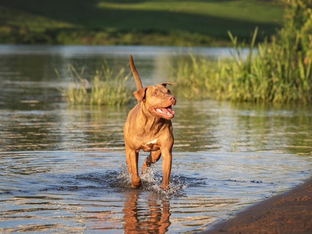 Cute dog swimming in the river Sunny day