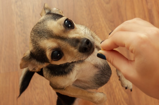 A cute dog that terrier asks for food. Hungry pet and hand with food.