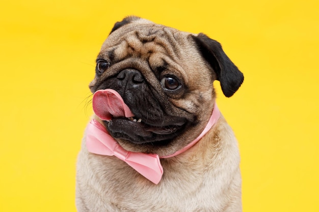 Cute dog in tie butterfly on yellow background