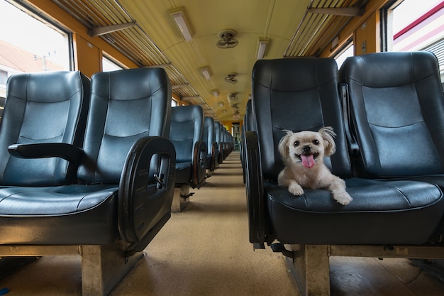 The cute dog travel by vintage railway train