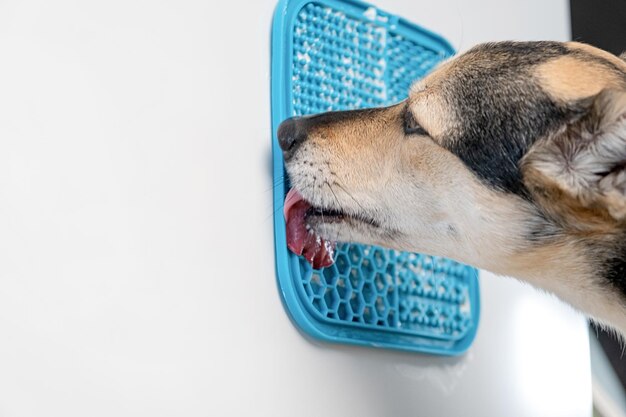 Photo cute dog using lick mat for eating food slowly