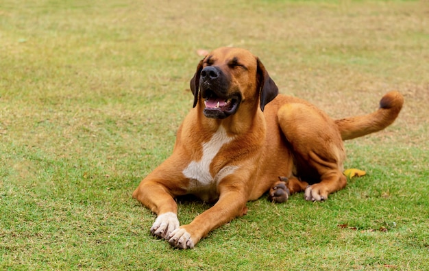 Cane carino in una postura diversa