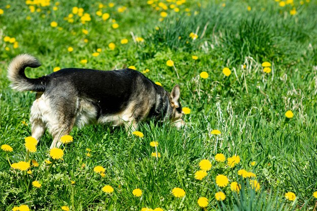 夏に花を散歩するかわいい犬