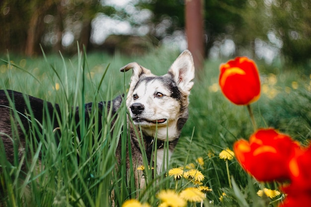 夏に花を散歩するかわいい犬