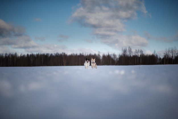 Cute dog at walk at nature in winter field