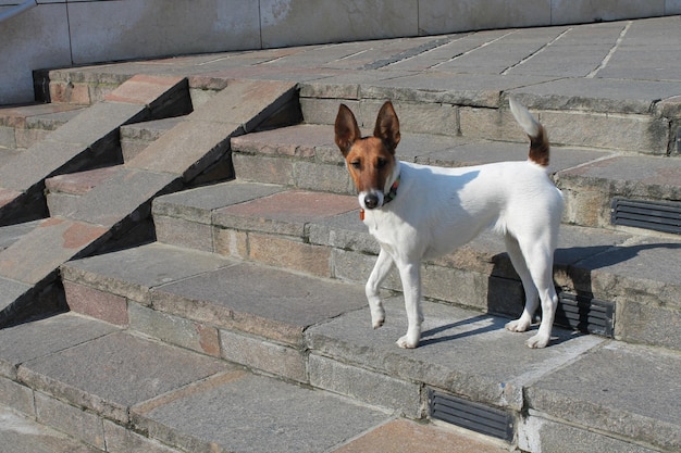 Cute dog for a walk.