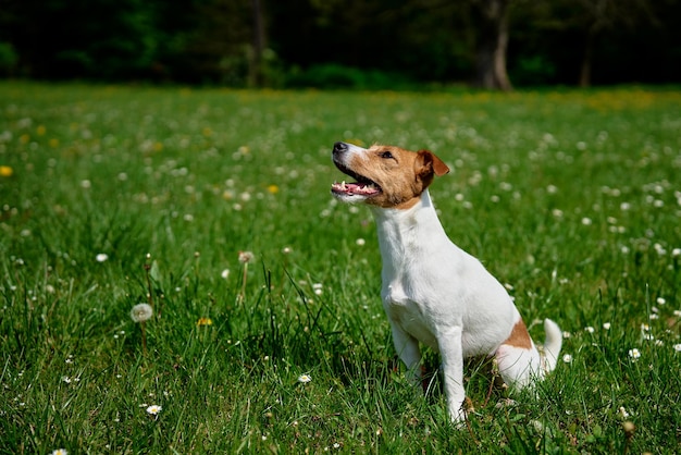 Cute dog walking at green grass Jack Russell Terrier portrait outdoors