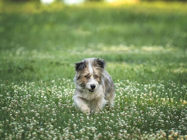 Cute dog walking in a meadow in green grass against the background of trees Closeup outdoor Day light Concept of care education obedience training and raising pets