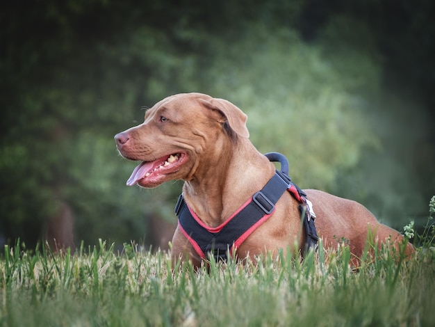 Cute dog walking in a meadow in green grass against the background of trees Closeup outdoor Day light Concept of care education obedience training and raising pets