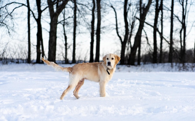 Cute dog walking in winter