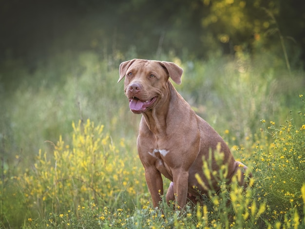 Cute dog walks in a meadow on green grass Closeup outdoor Day light Concept of care education obedience training and raising pets