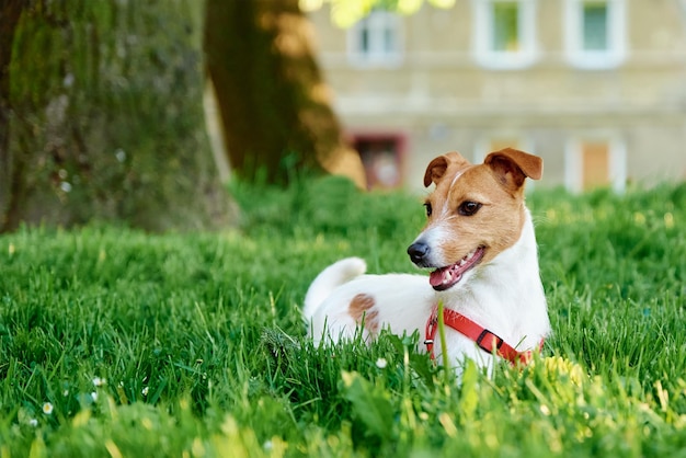 かわいい犬は緑の草のペットの肖像画と夏の牧草地を歩く