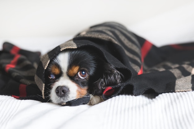 Cute dog under the warm cozy blanket