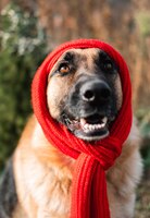 Cute dog warms up for winter vertical photo for calendar or puzzle