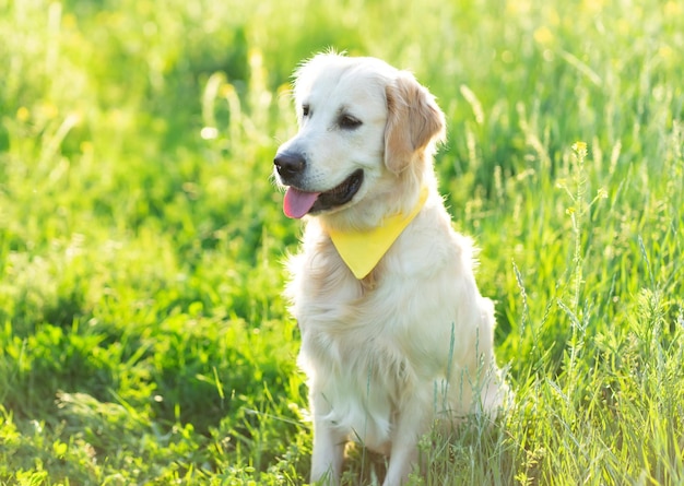 Cute dog wearing handkerchief on sunny field with flowers