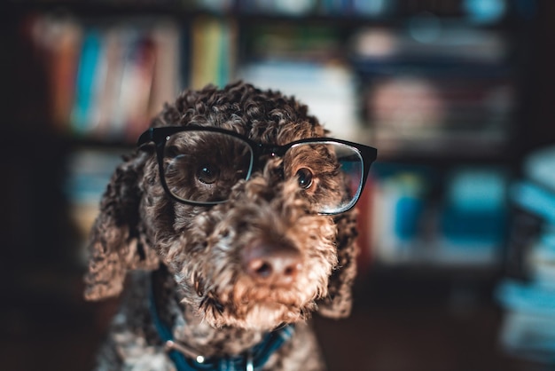 Photo cute dog wearing reading glasses