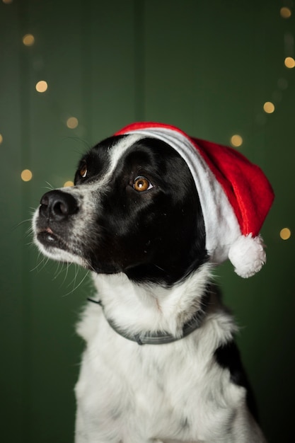 写真 サンタの赤い帽子を屋内で着ているかわいい犬