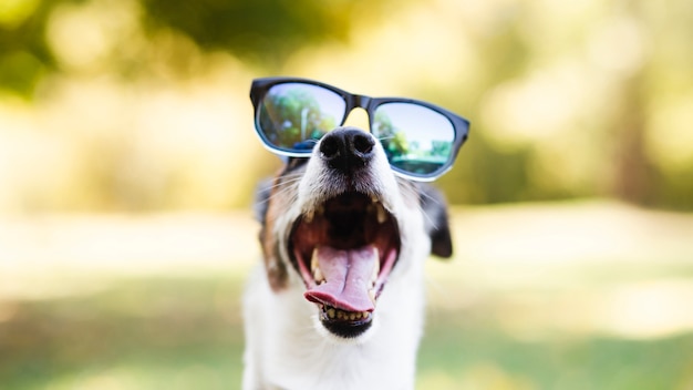 Cute dog wearing sunglasses in park