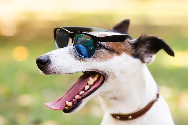 Photo cute dog wearing sunglasses