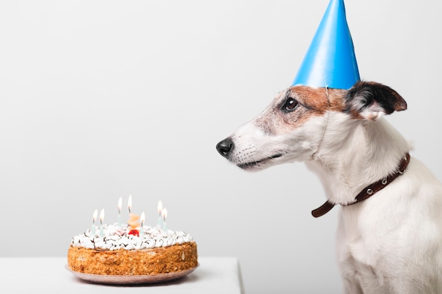 誕生日ケーキとキャンドルでかわいい犬