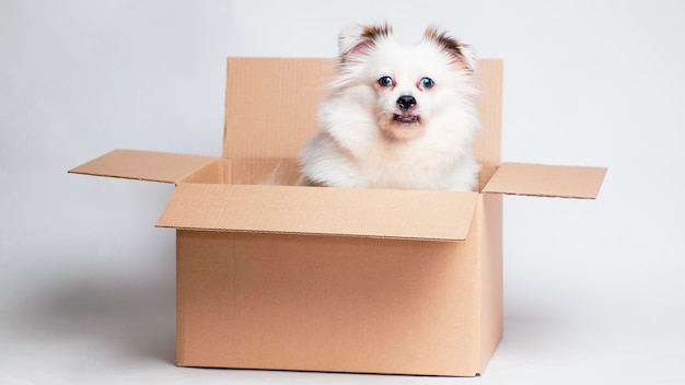 Cute dog with blue eyes in carton box Dog white in cardboard box on white background The concept of moving and delivery