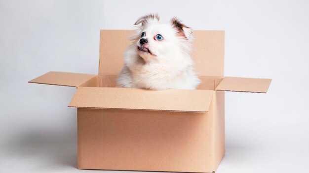 Cute dog with blue eyes in carton box Dog white in cardboard box on white background The concept of moving and delivery