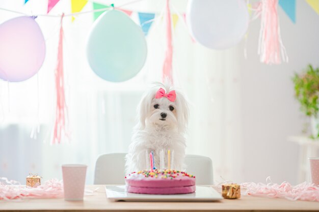 Simpatico cane con fiocco e torta di compleanno