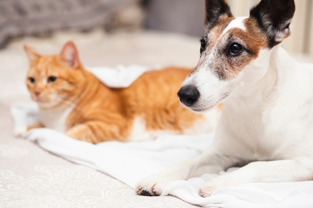 ベッドで猫の友人とかわいい犬