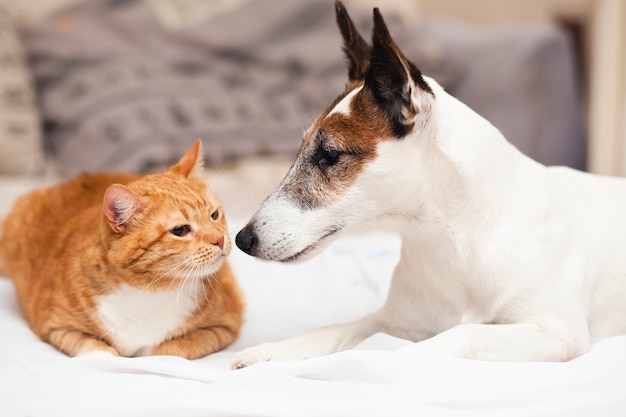 Foto cane carino con amico gatto