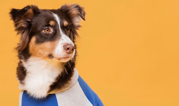 Cute dog with a costume