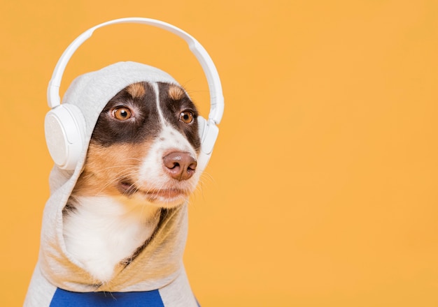 Cute dog with a costume