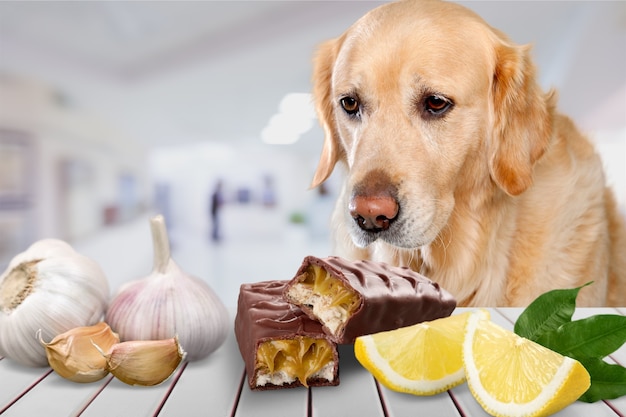 さまざまな食べ物を持つかわいい犬