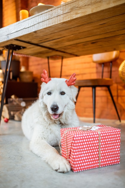 Cute dog with a gift during the New Year holidays at home