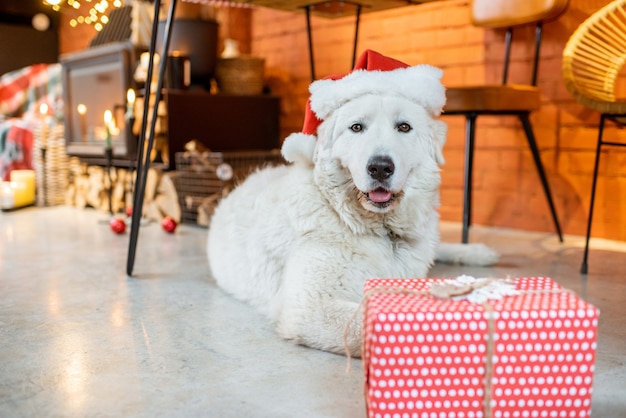 Cute dog with a gift during the New Year holidays at home