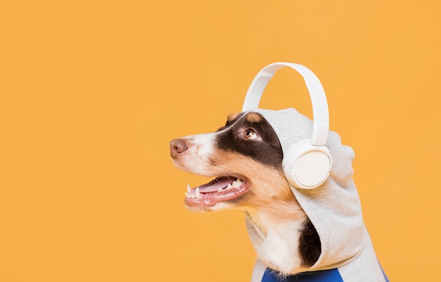 Photo cute dog with headphones