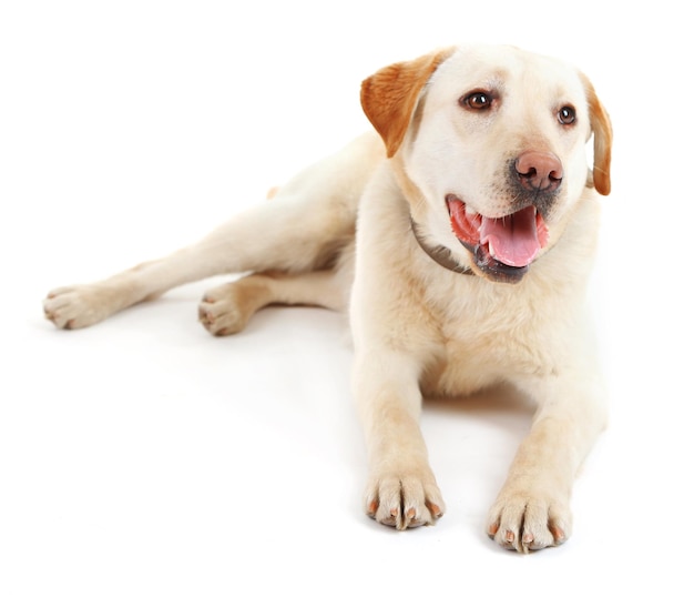 白い背景に隔離されたリードをつけた可愛い犬