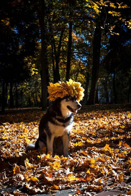 秋の公園で葉を持つかわいい犬