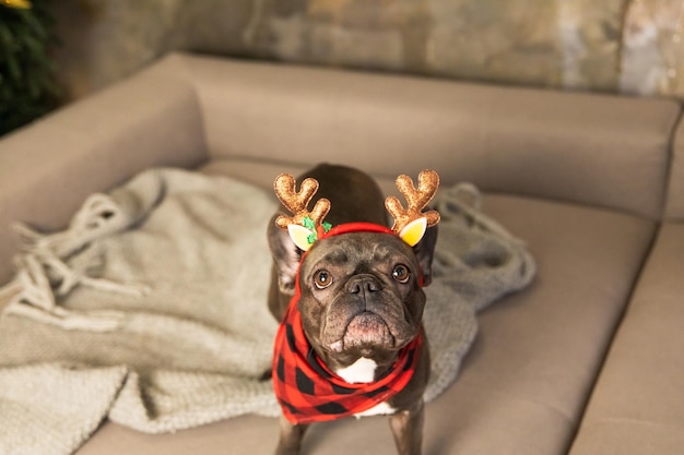 写真 トナカイの角を持つかわいい犬が、クリスマスのお祝いに面白くてお祭り気分をもたらします。フレンチ ブルドッグ犬種