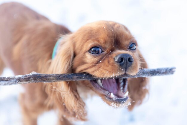 Cute dog with stick in mouth playing on the snow