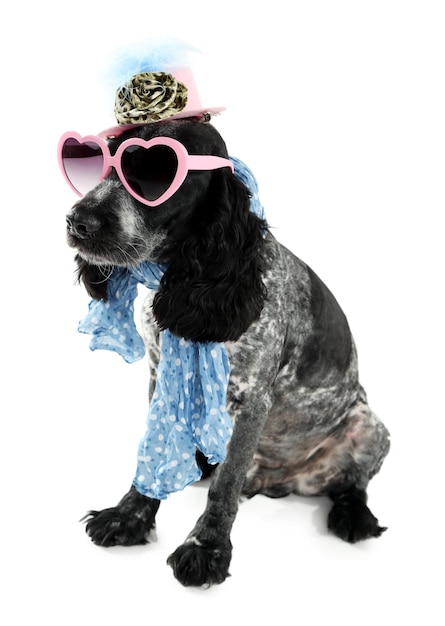 Cute dog with sunglasses cap and scarf isolated on white background