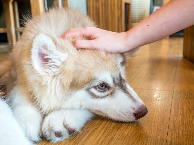 Cute dog with touching hand