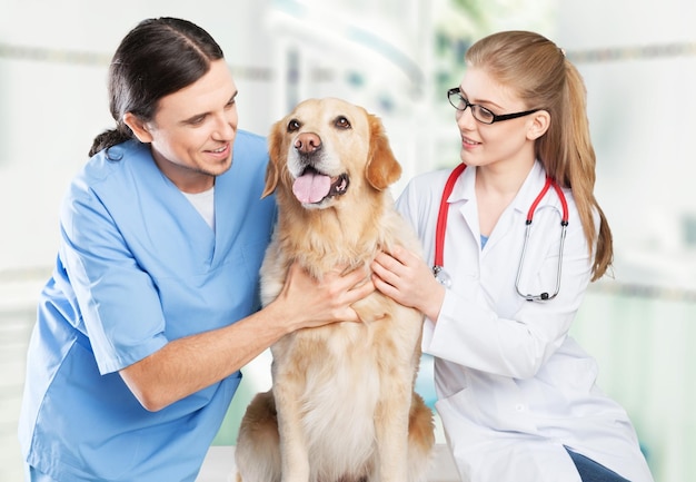 Cute Dog with veterinarians in clinic