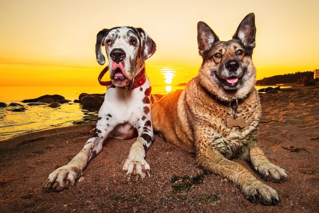 夕方にビーチで休んでいるかわいい犬