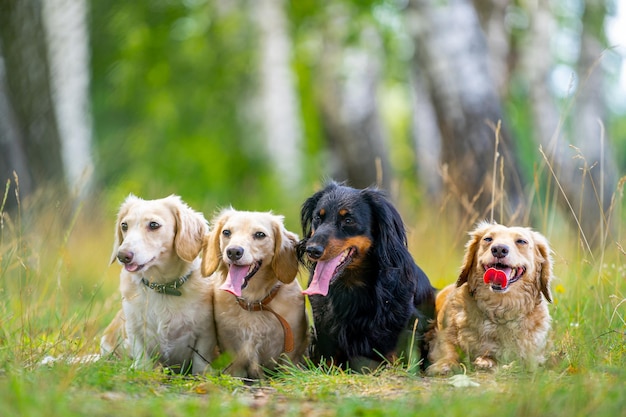 Cute dogs standing at grass on the lawn. joyful different\
breeds of pets feeling great during the walking. beautiful and cozy\
picture concept