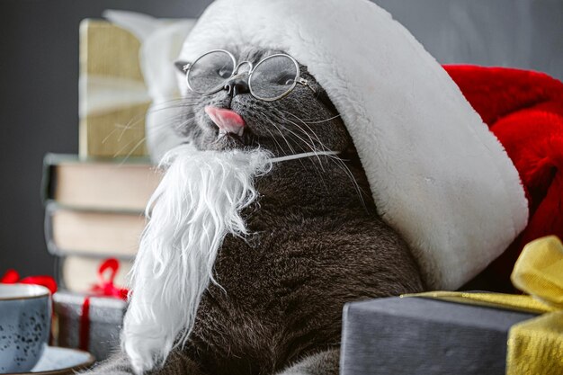 Cute domestic cat British cat with Christmas Santa hat in red ribbon ribbon gift box on white background