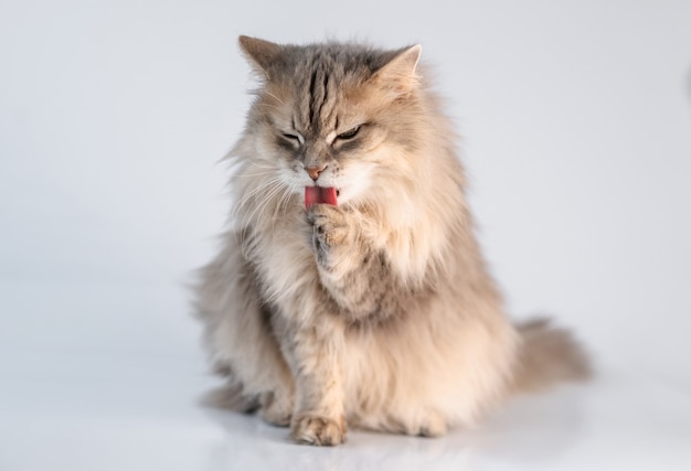 Cute domestic cat licking paw on white